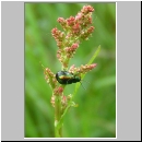 Gastrophysa viridula - Blattkaefer 02.jpg